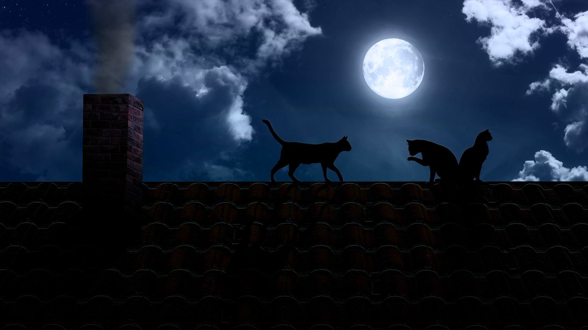 Cats On The Moon Wallpaper