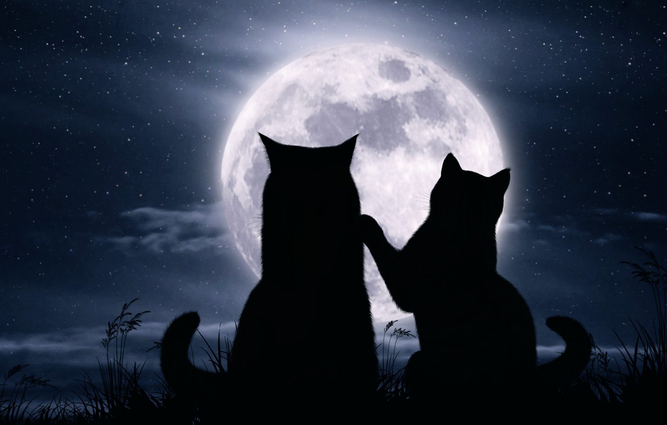 Free download Wallpaper cats night the moon romance stars image for desktop [1332x850] for your Desktop, Mobile & Tablet. Explore Cats On The Moon Wallpaper. On The Beach Wallpaper