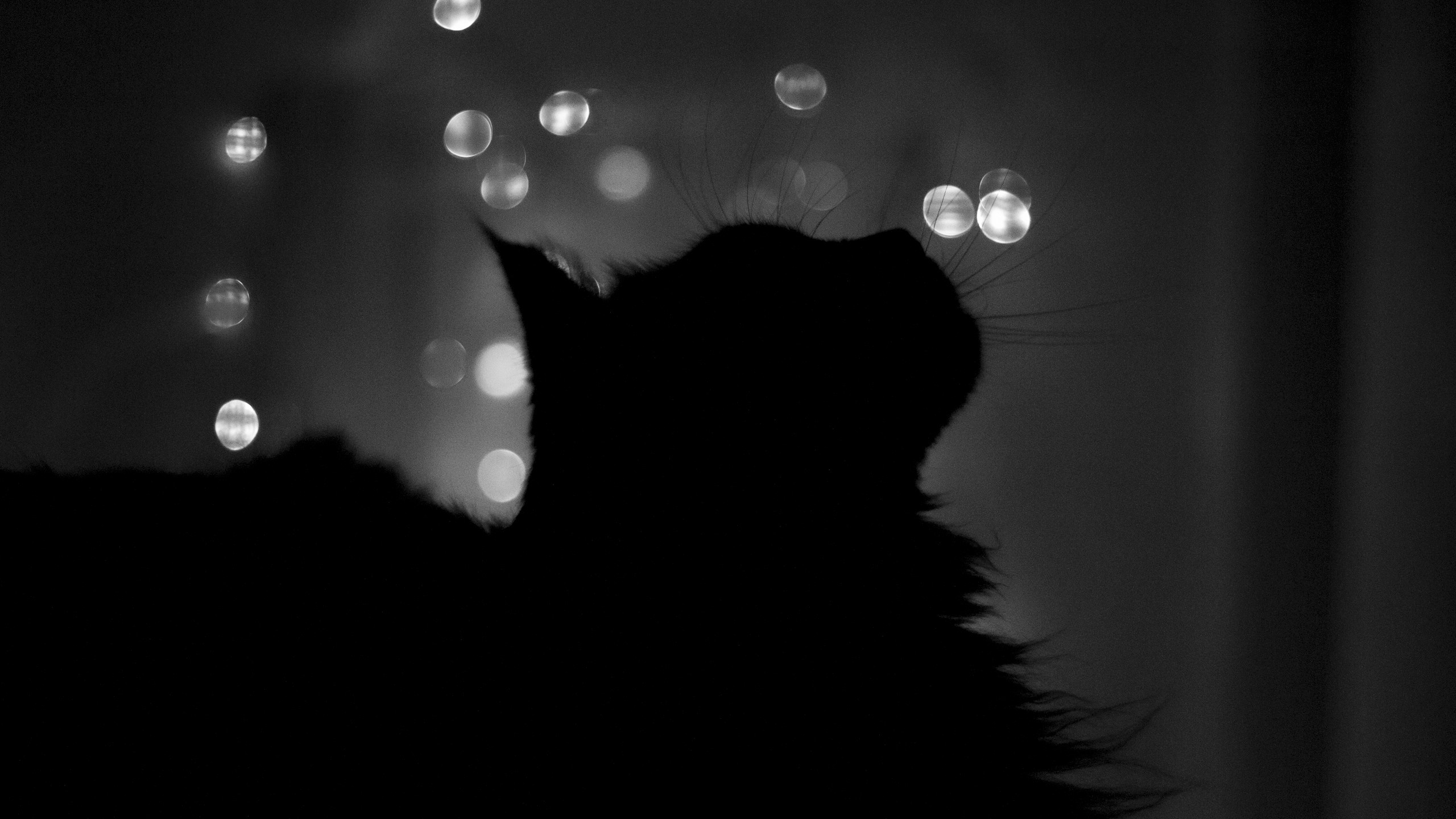 Wallpaper, cat, silhouette, photography, bokeh, monochrome, animals, night 2560x1440