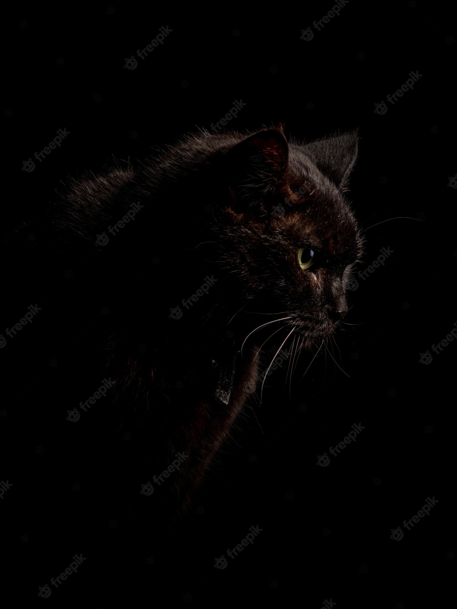 Black Cat Wallpaper Image
