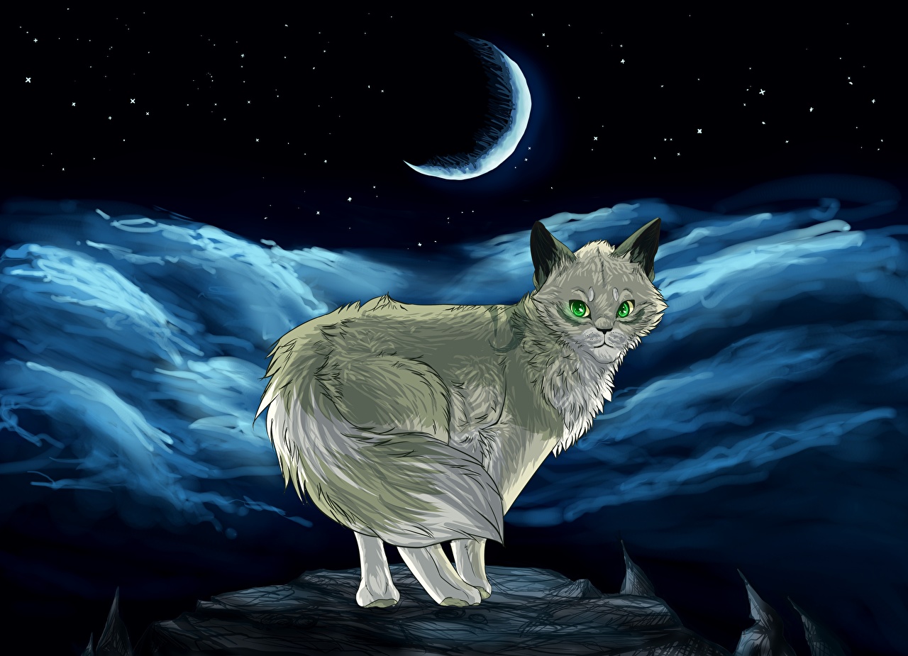 Night Cat Wallpapers - Wallpaper Cave