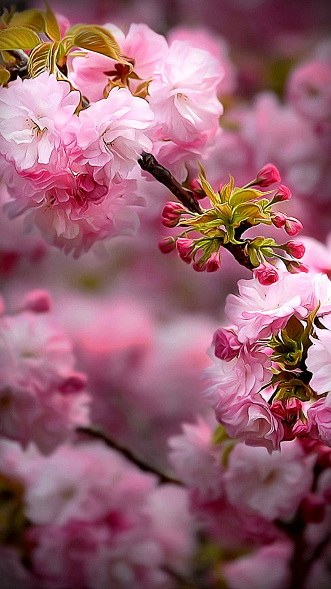 Download Spring Flower iPhone Wallpaper