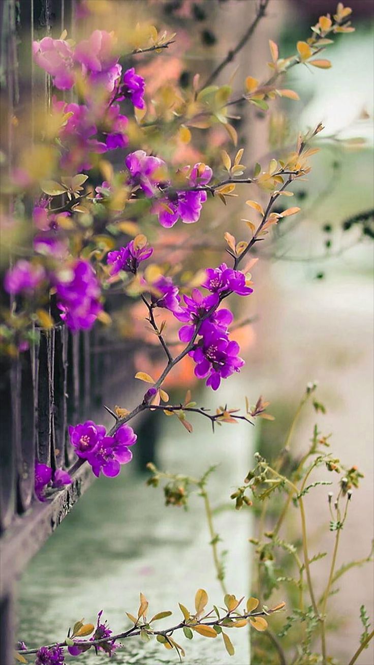 Flowers, branches, nature, pink, spring, view, HD mobile wallpaper. Fotos de flores hermosas, Fondos de pantalla flores hermosas, Flores bonitas