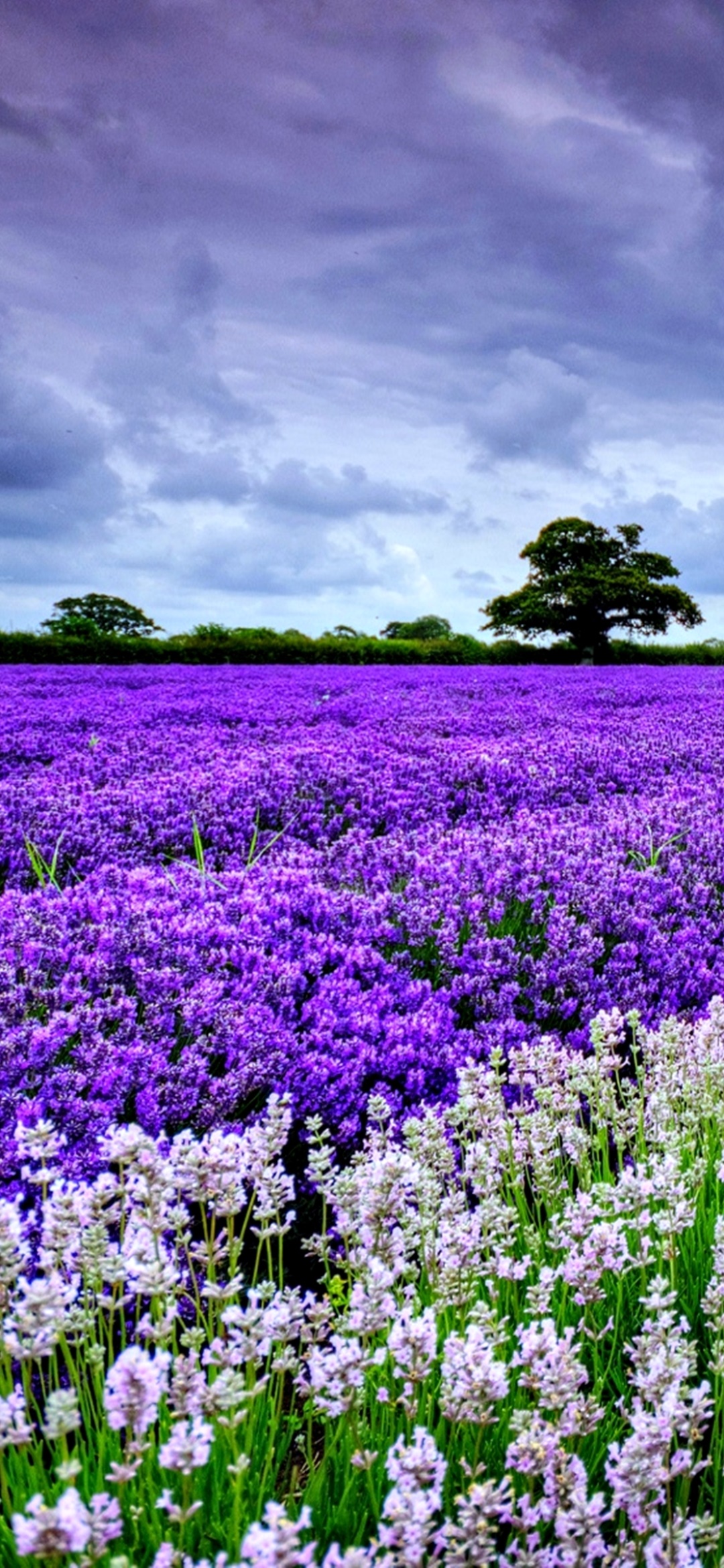 Wallpaper / Earth Lavender Phone Wallpaper, Spring, Flower, Nature, Field, 1080x2340 free download