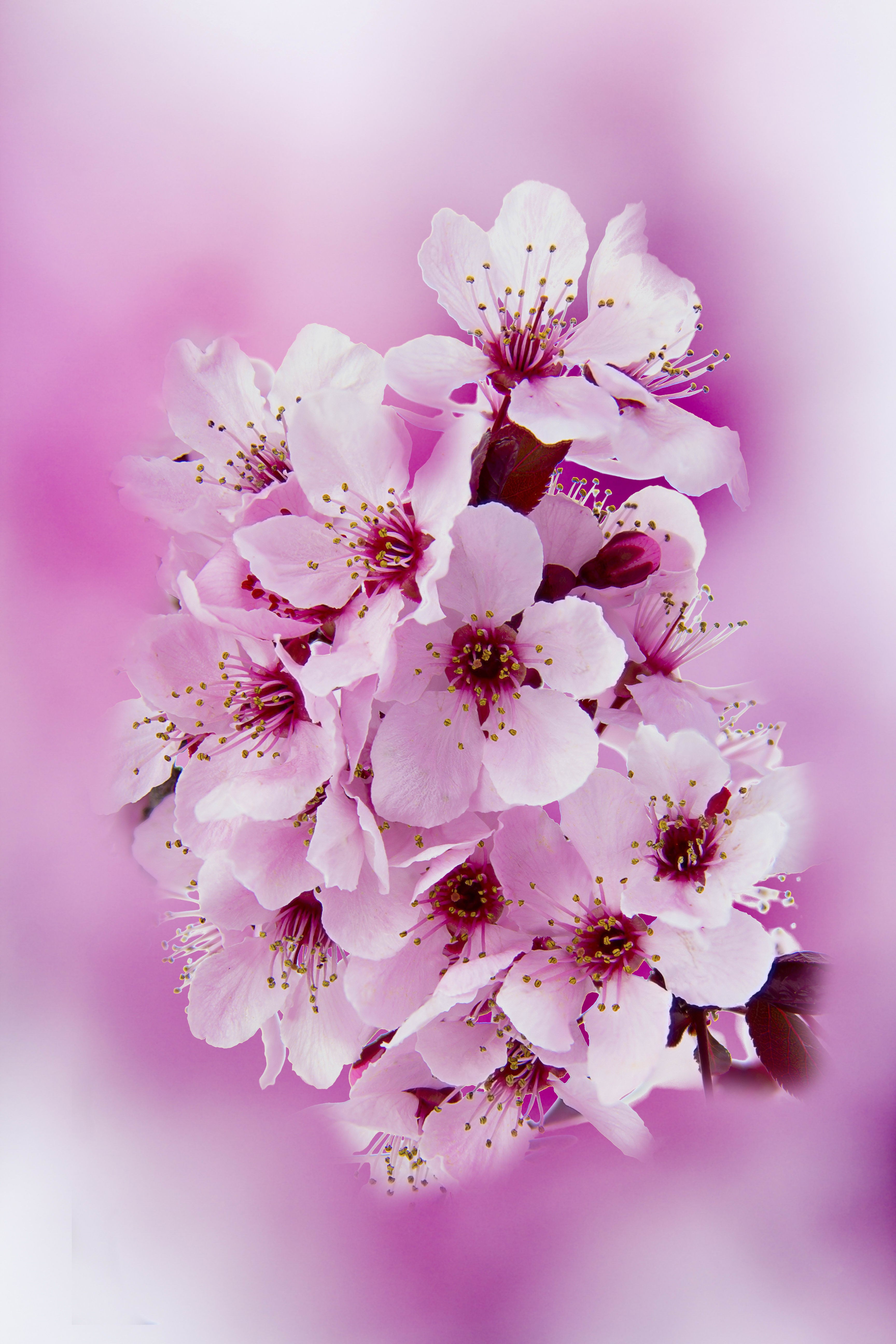 2330 cherry blossom wallpaper phone Gallery HD Wallpaper