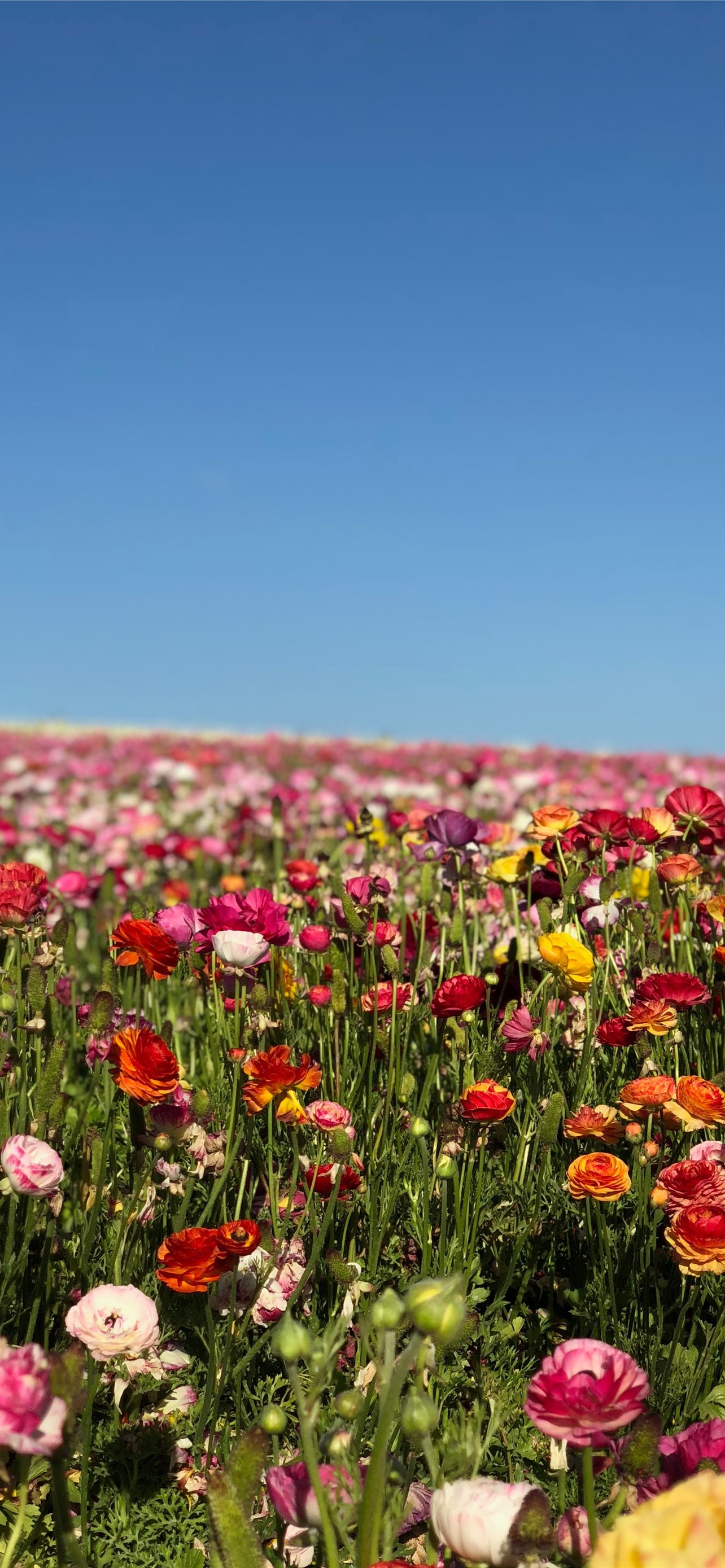 assorted color flower farm during daytime iPhone Wallpaper Free Download