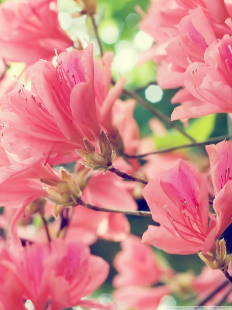 Beautiful Spring Flowers Ultra HD Desktop Background Wallpaper for 4K UHD TV, Multi Display, Dual Monitor, Tablet