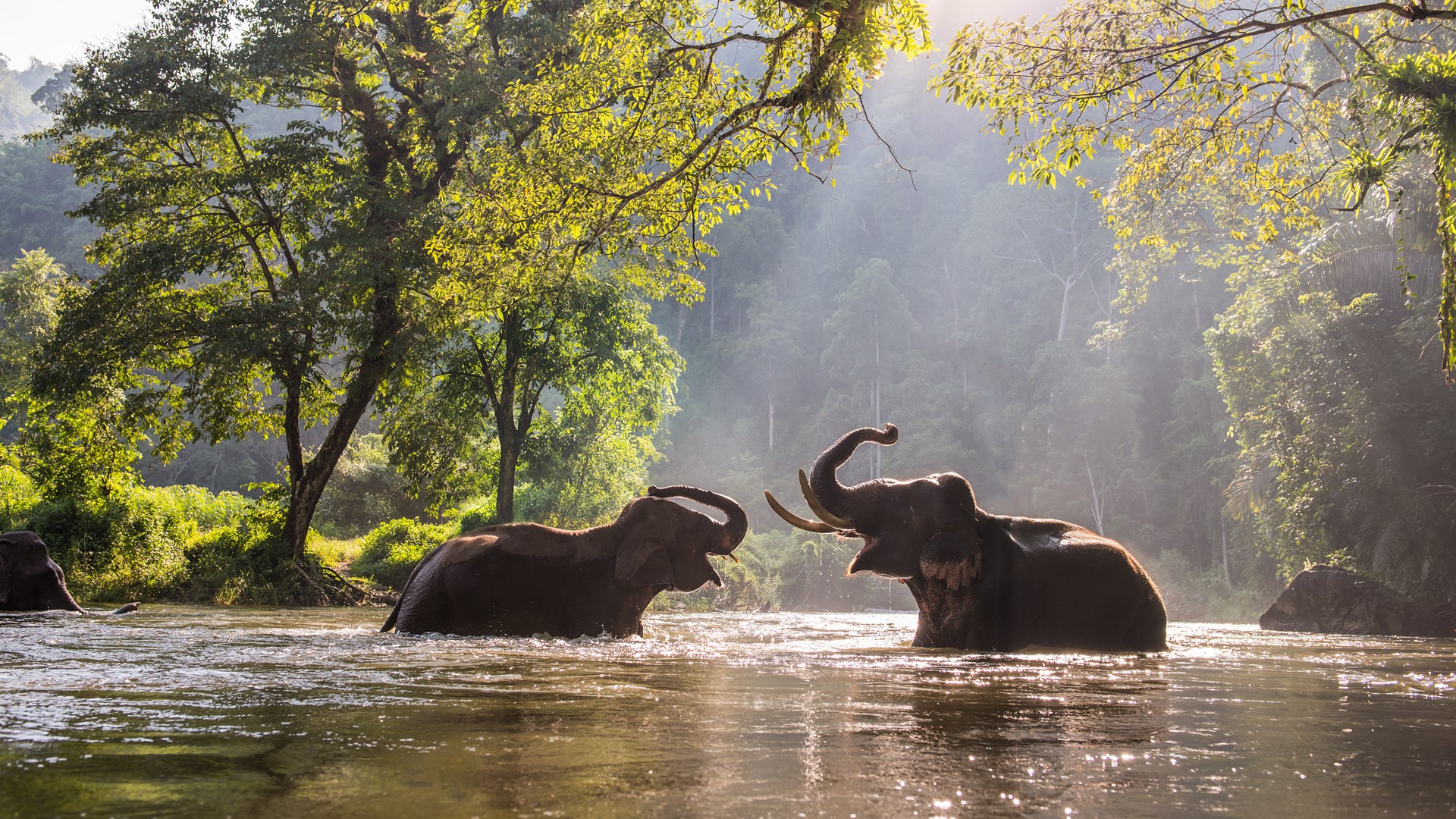 Wallpaper, elephant, Thailand, trees, sun rays, river, nature, plants 1920x1080