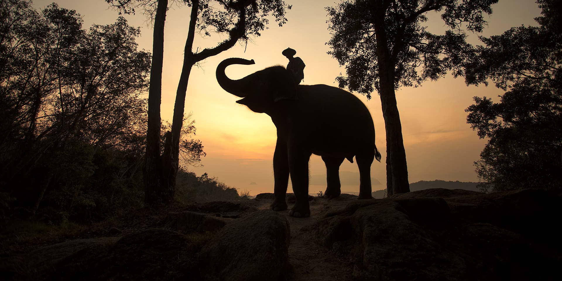 Elephants in the Room: Conservation in Chiang Rai from Remote Lands