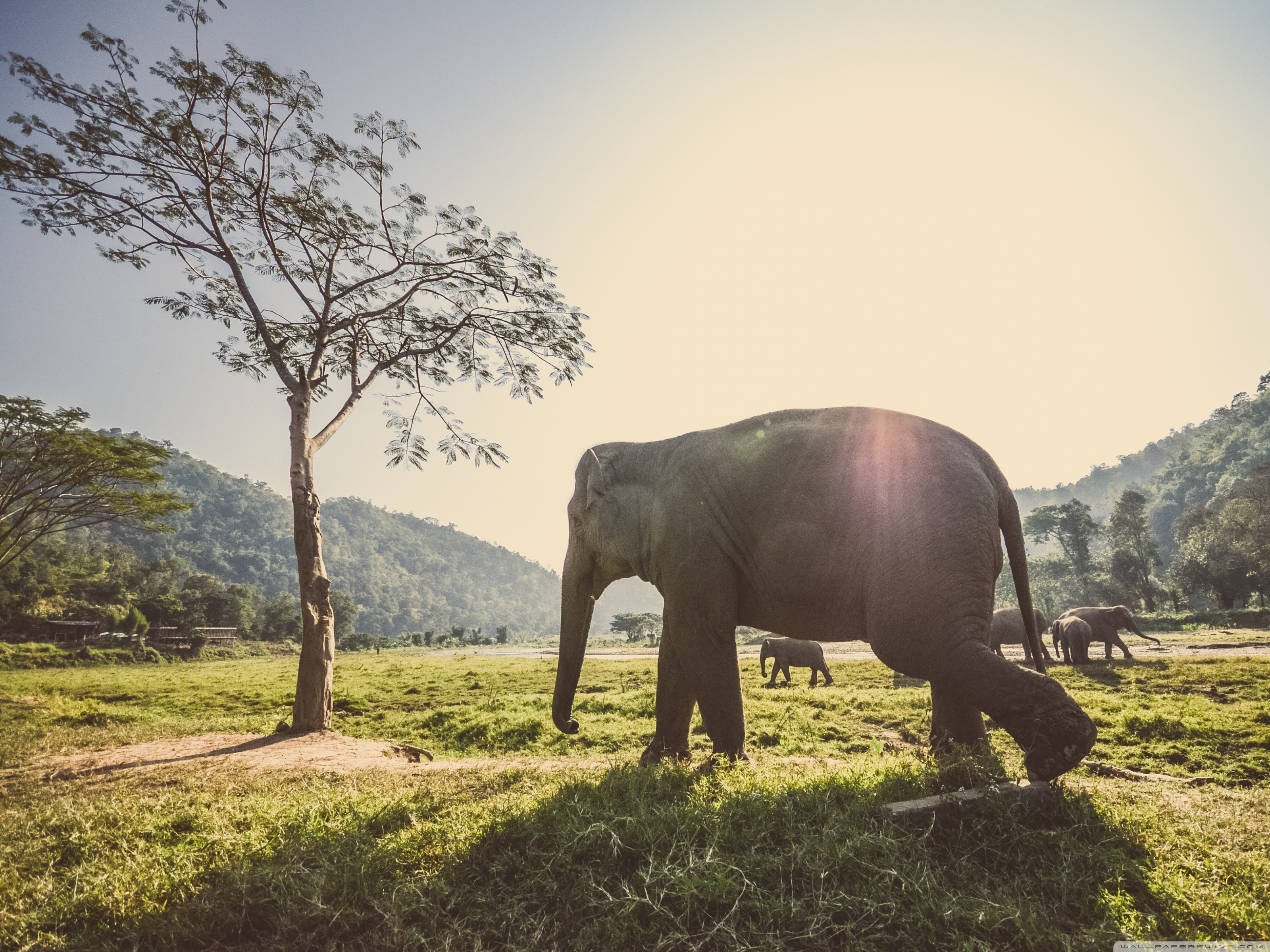 Elephant In Thailand Ultra HD Desktop Background Wallpaper for 4K UHD TV, Widescreen & UltraWide Desktop & Laptop, Tablet