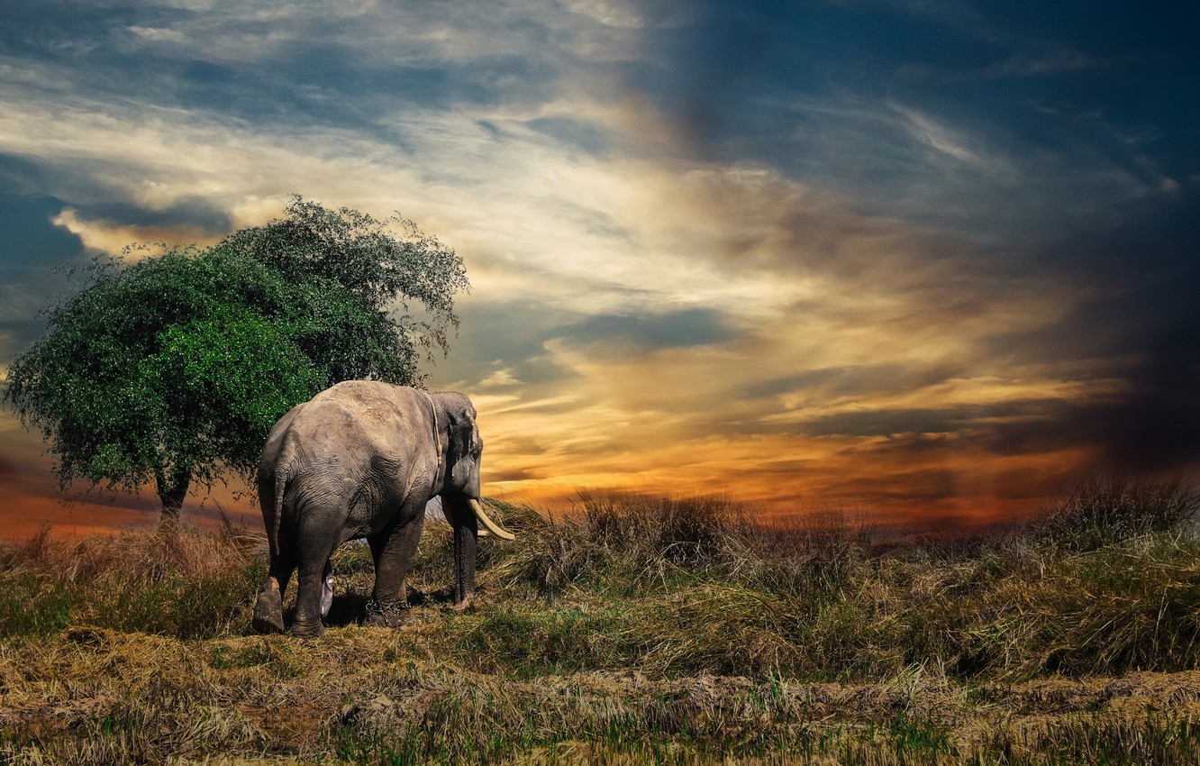 Wallpaper elephant, Thailand, animal image for desktop, section животные