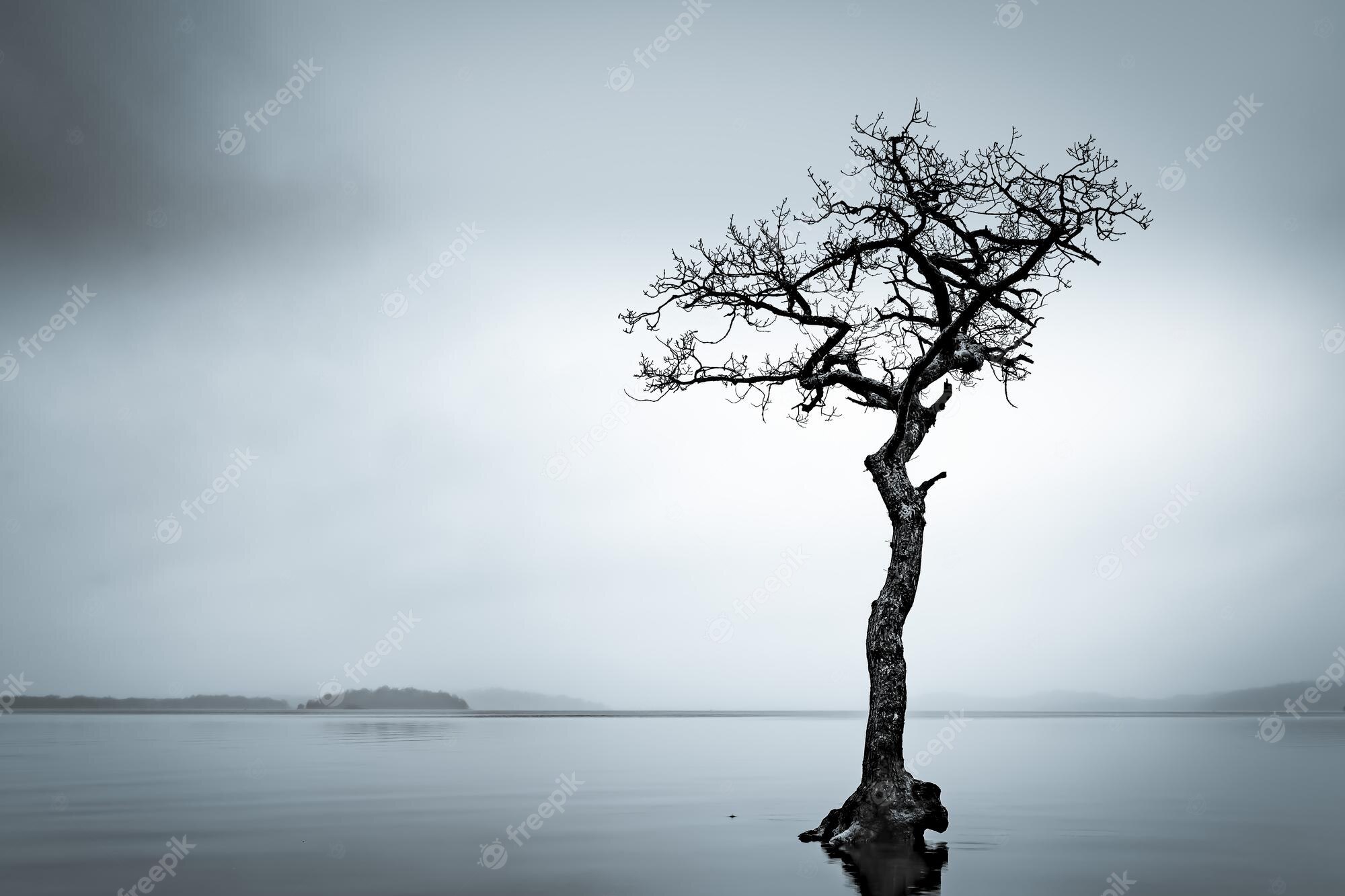 Premium Photo. Bare tree in loch lomond under a cloudy sky in scotland perfect for wallpaper
