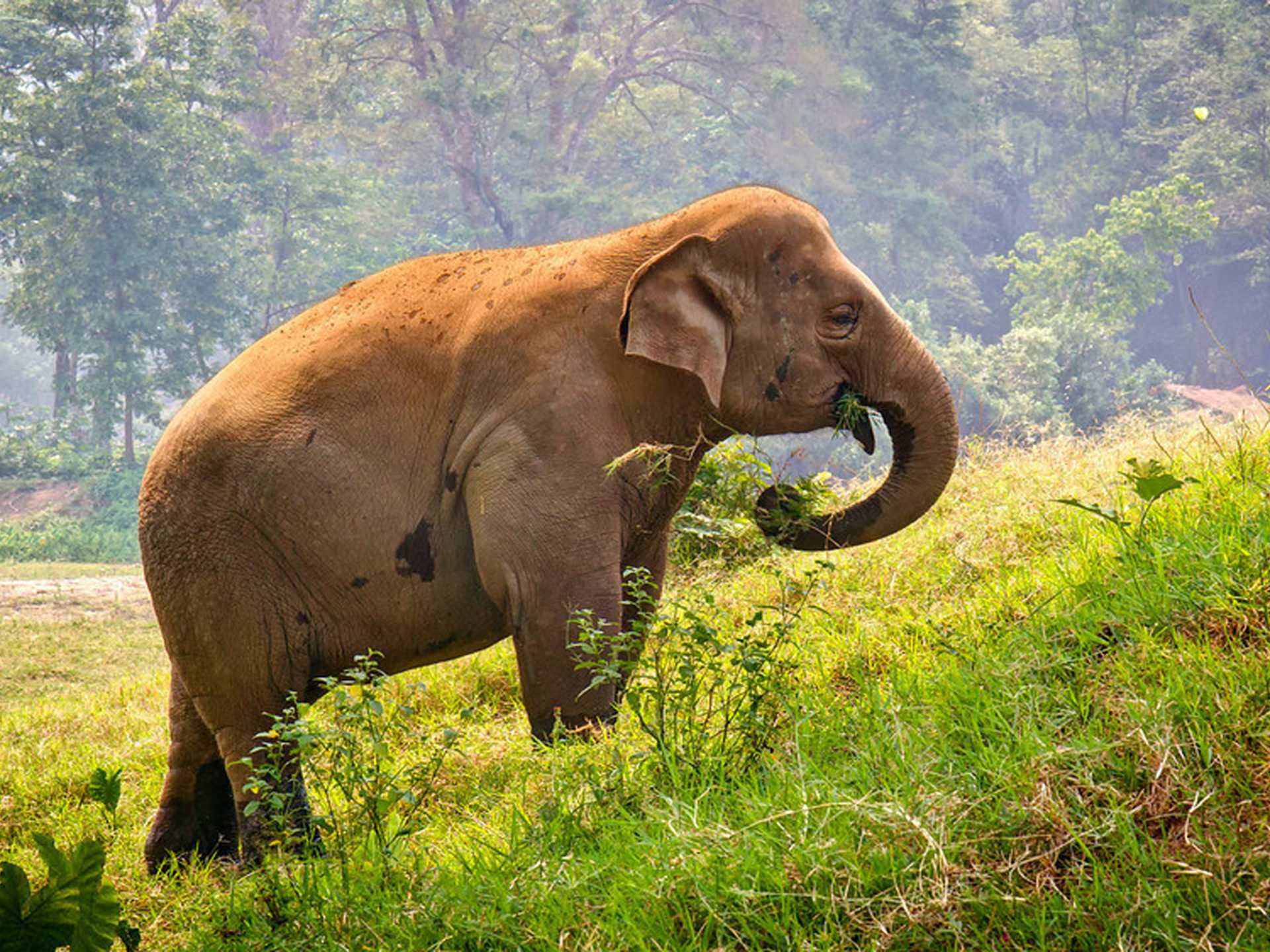 Thai Elephant Grazing, Meadow Green Grass Forest Trees Wallpaper Widescreen HD 3840x2400, Wallpaper13.com