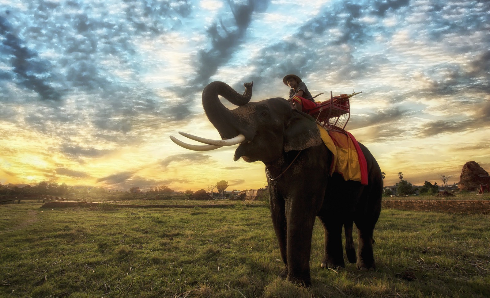 Wallpaper, landscape, animals, grass, sky, wildlife, Thailand, steppe, tusk, cloud, grassland, Safari, plain, savanna, cattle like mammal, elephants and mammoths, indian elephant, african elephant, ecoregion, 1600x972 px 1600x972