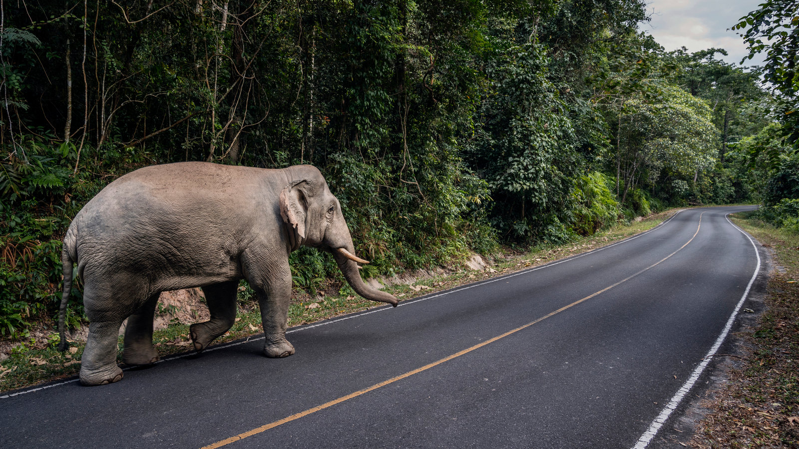 Elephants, Long Endangered by Thai Crowds, Reclaim a National Park