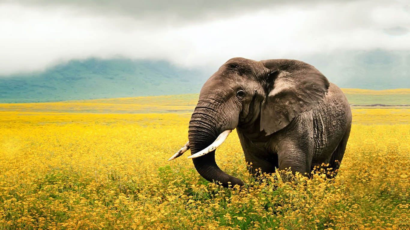 Elephant Landscape Wallpaper