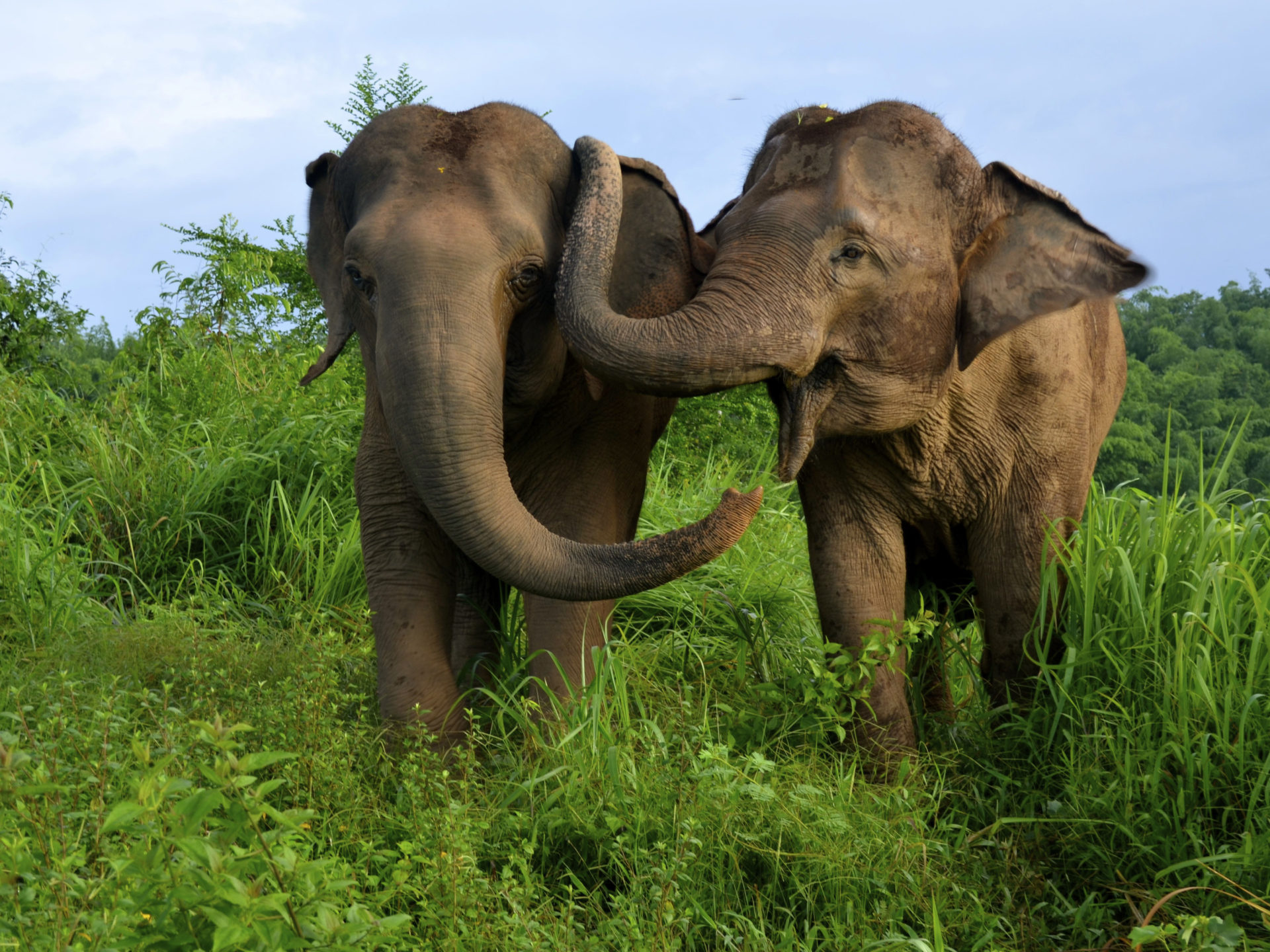 Asian Elephants From Thailand HD Wallpaper For Desktop, Wallpaper13.com
