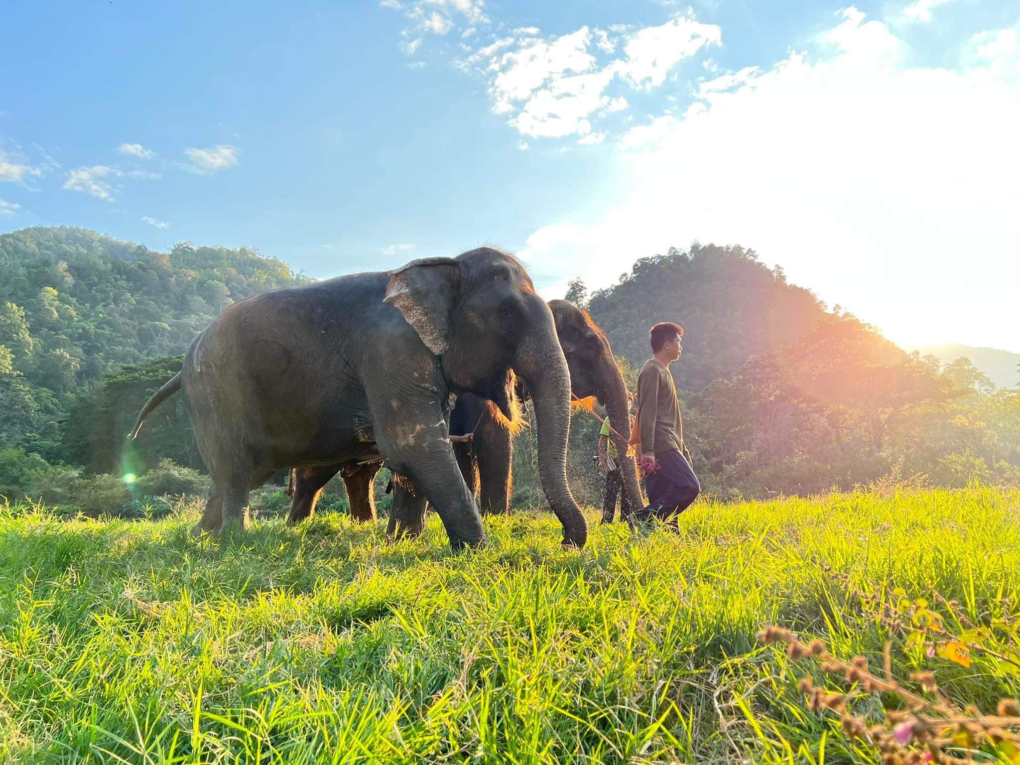 Welcome the three new rescued elephants to live with freedom at Elephant Nature Park. Nature Park