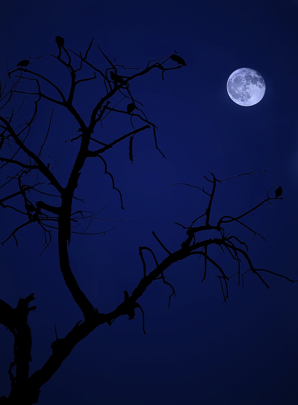 Moon Tree Picture. Download Free Image