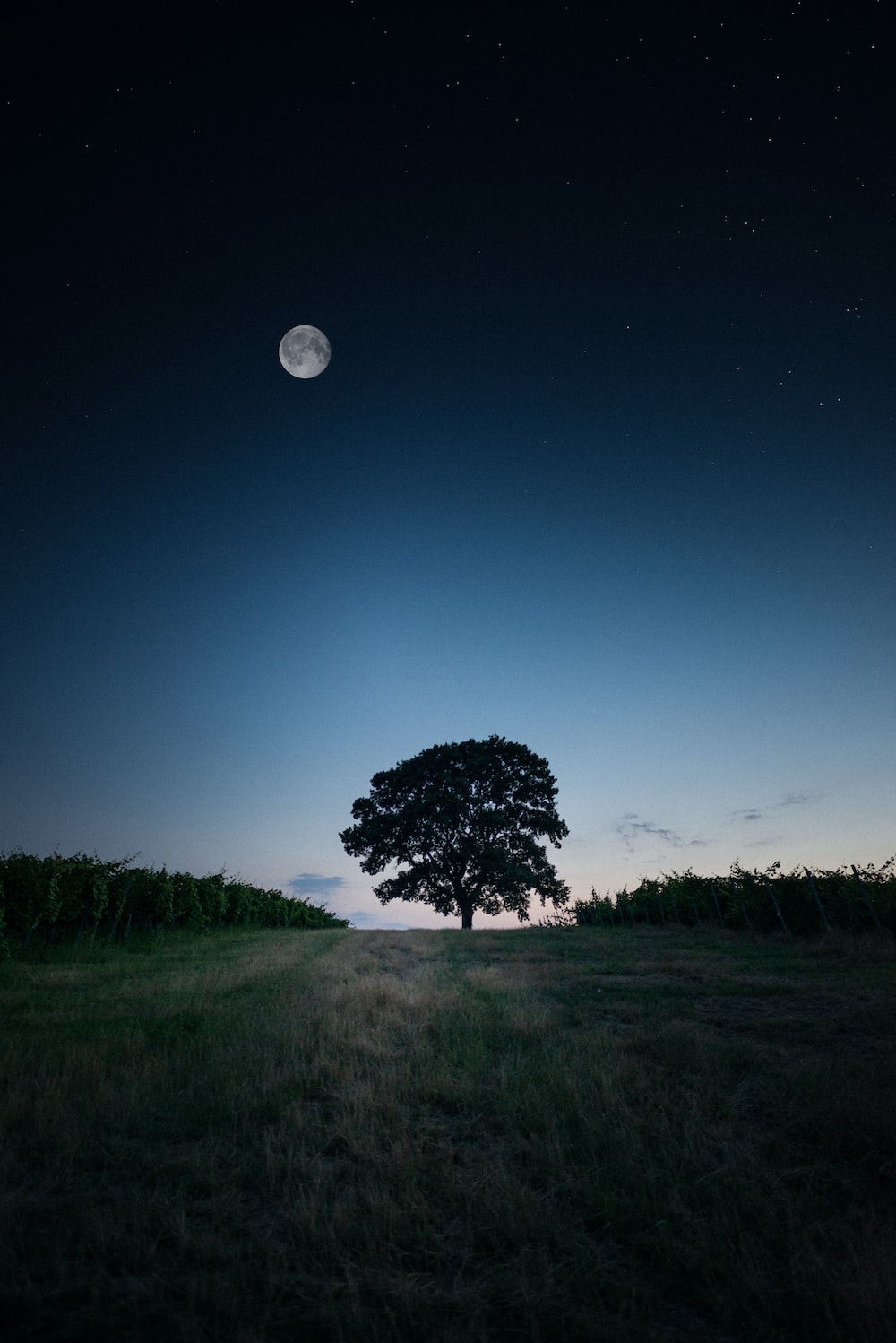 Moon Tree Picture. Download Free Image