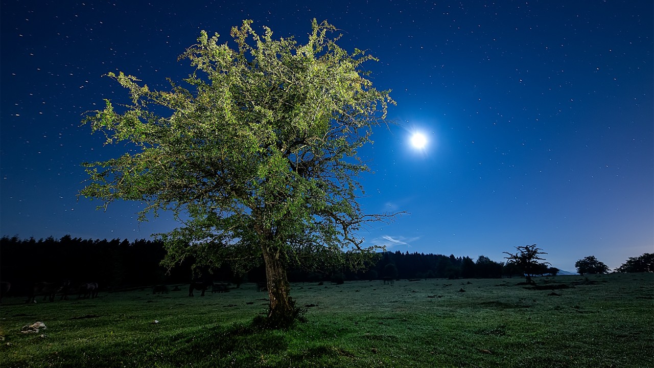 Tree Meadow Stars Full Moon wallpaper. Tree Meadow Stars Full Moon