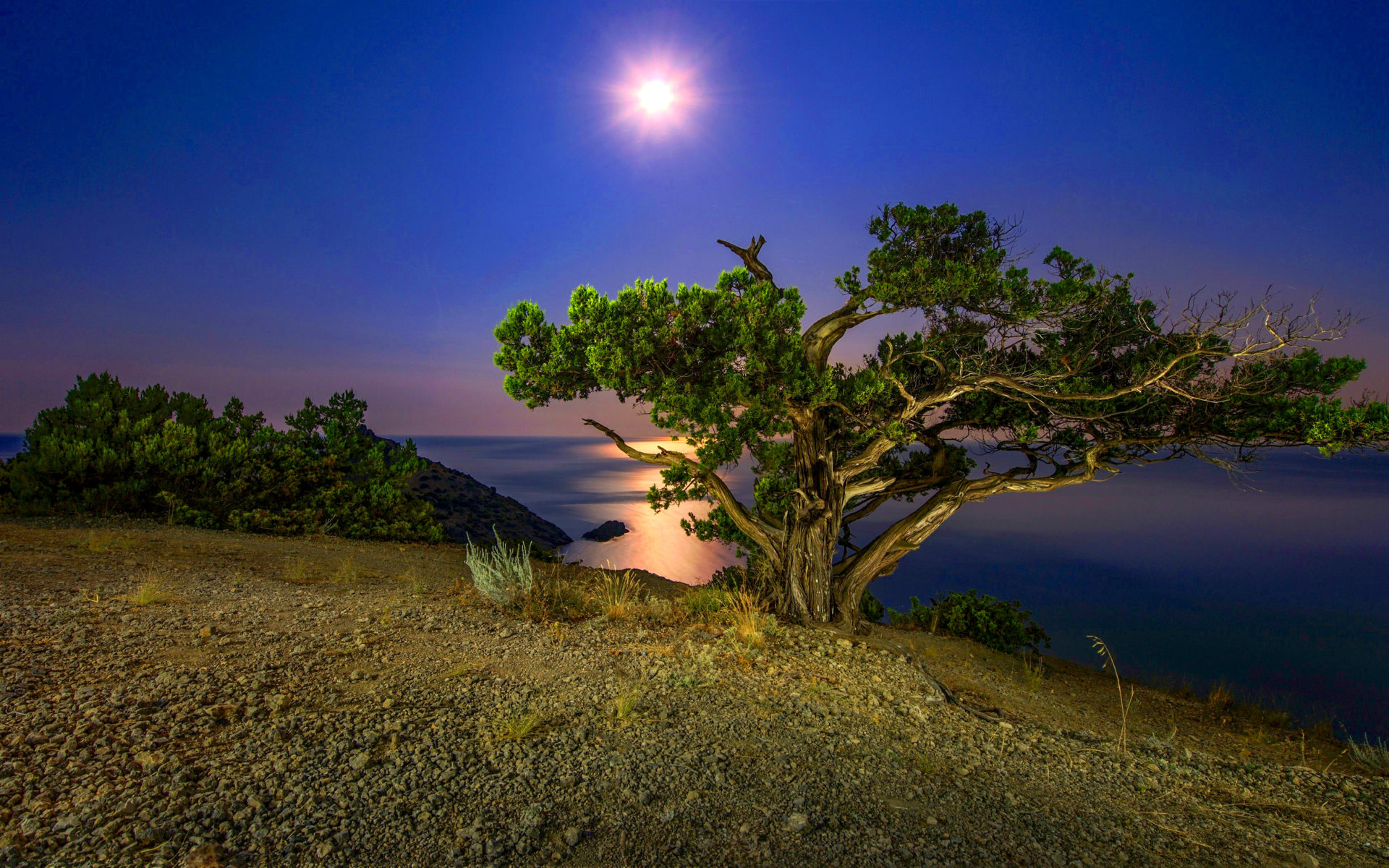 Night Tree Coast Lake Moon HD Wallpaper, Wallpaper13.com