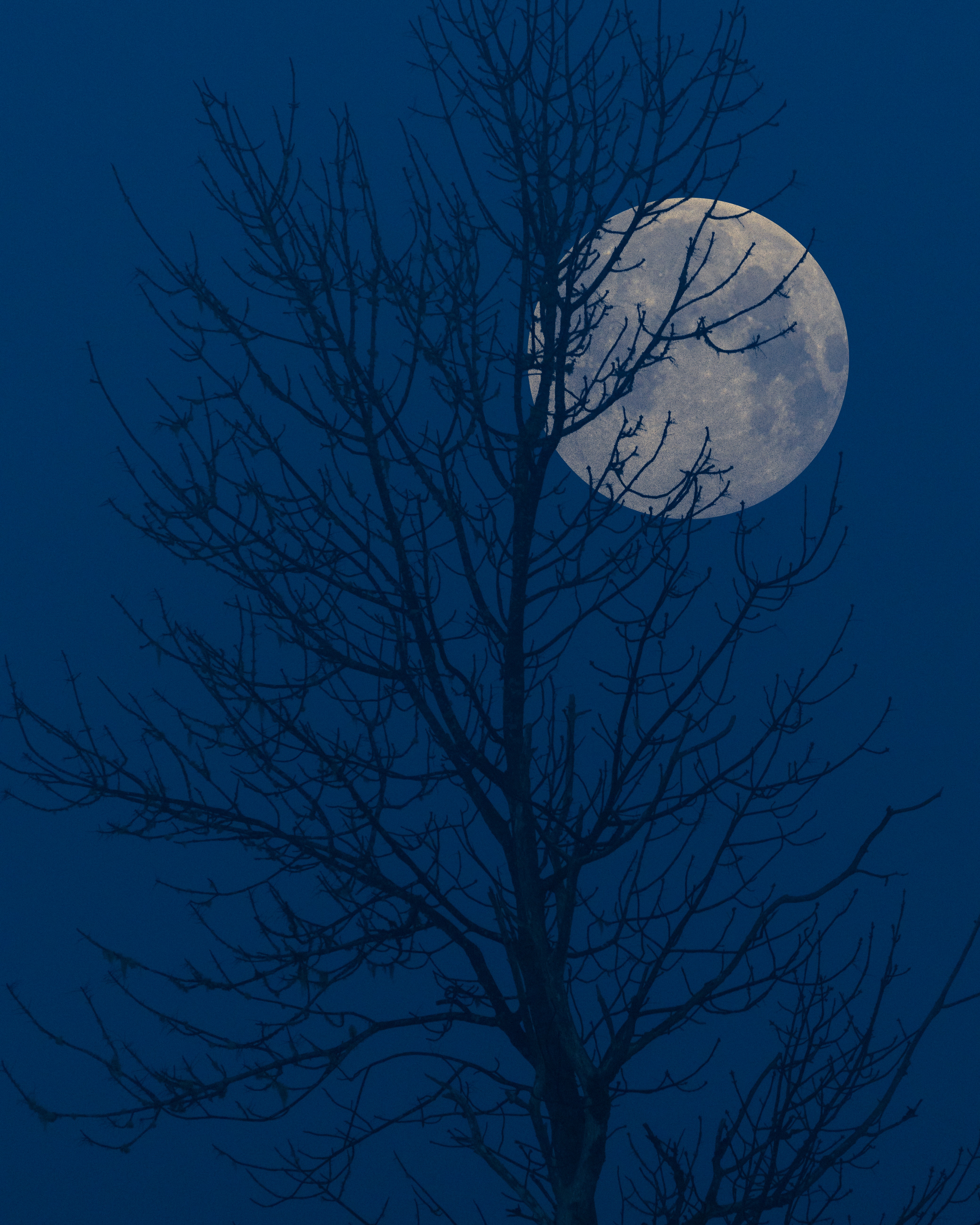 Moon Over Tree Branches Photo, Download Free Moon Over Tree Branches & HD Image