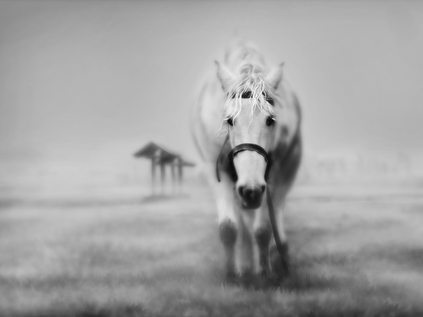 Black and White Horse Wallpaper