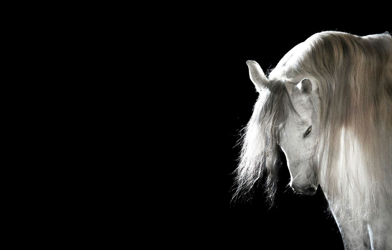 Wallpaper horse, mane, Black background, white horse image for desktop, section животные