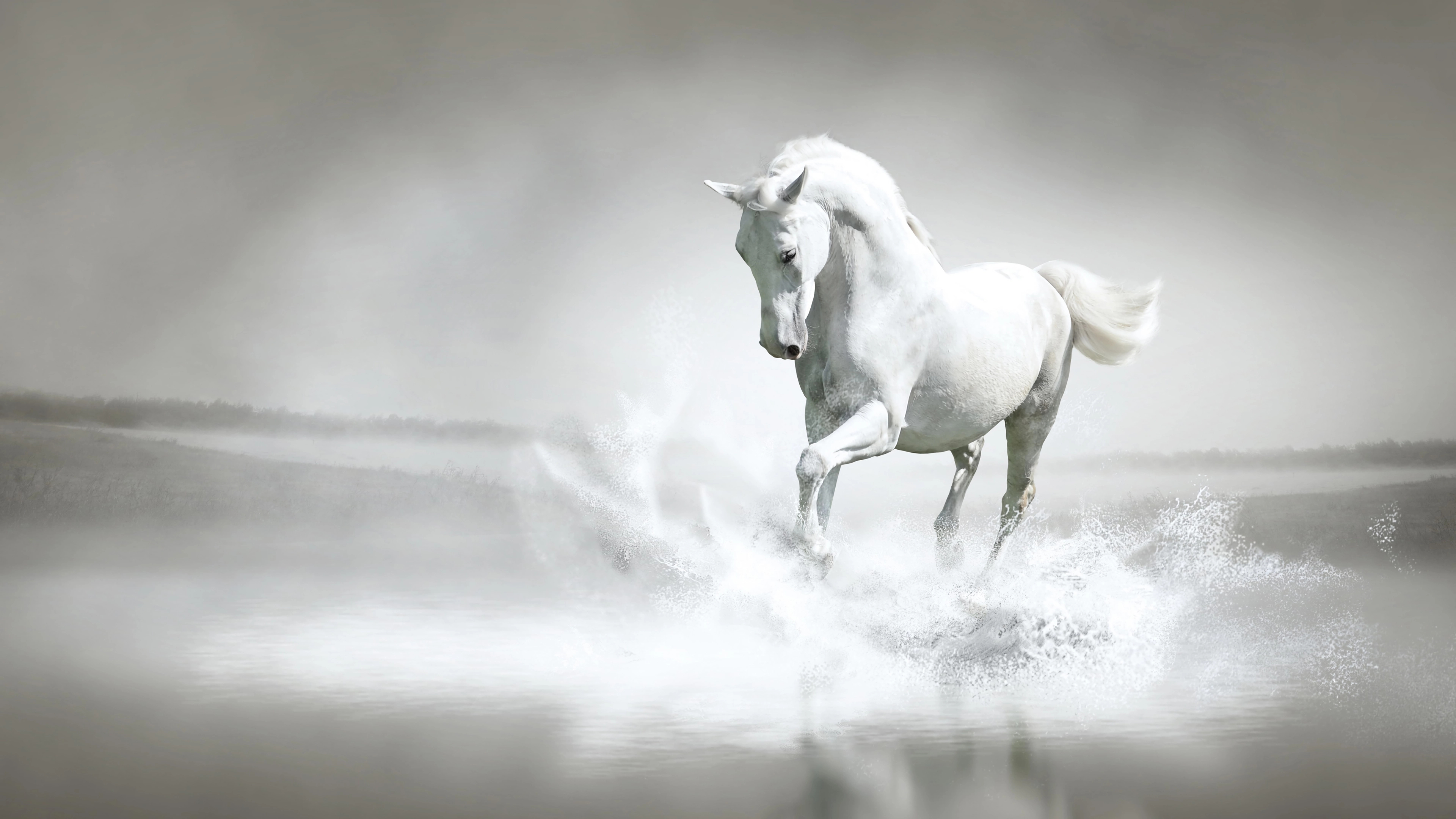 White Horse Wallpaper and Background 4K, HD, Dual Screen