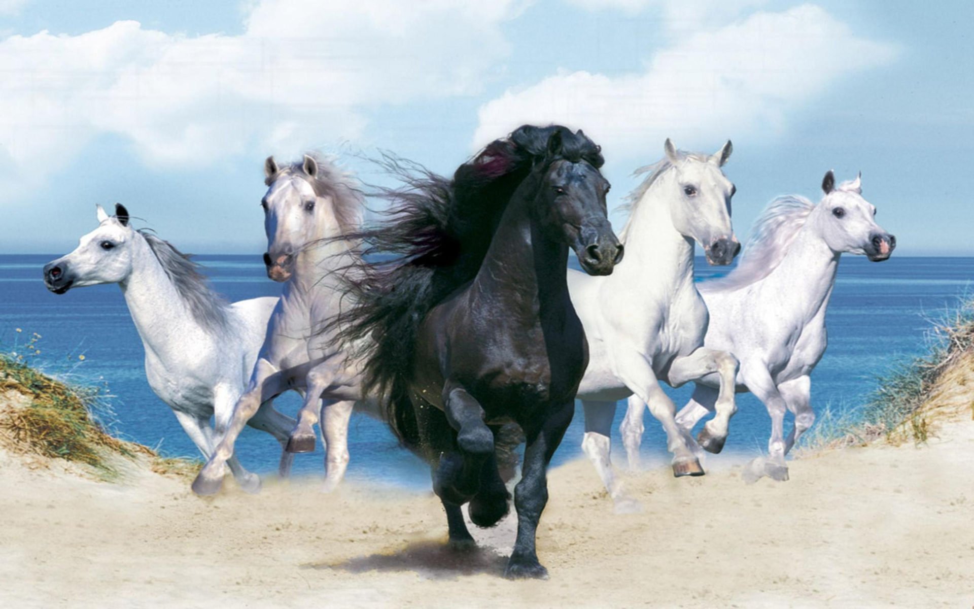 Beautiful Background With Animals HD A Black Horse And Four White Horses, Wallpaper13.com