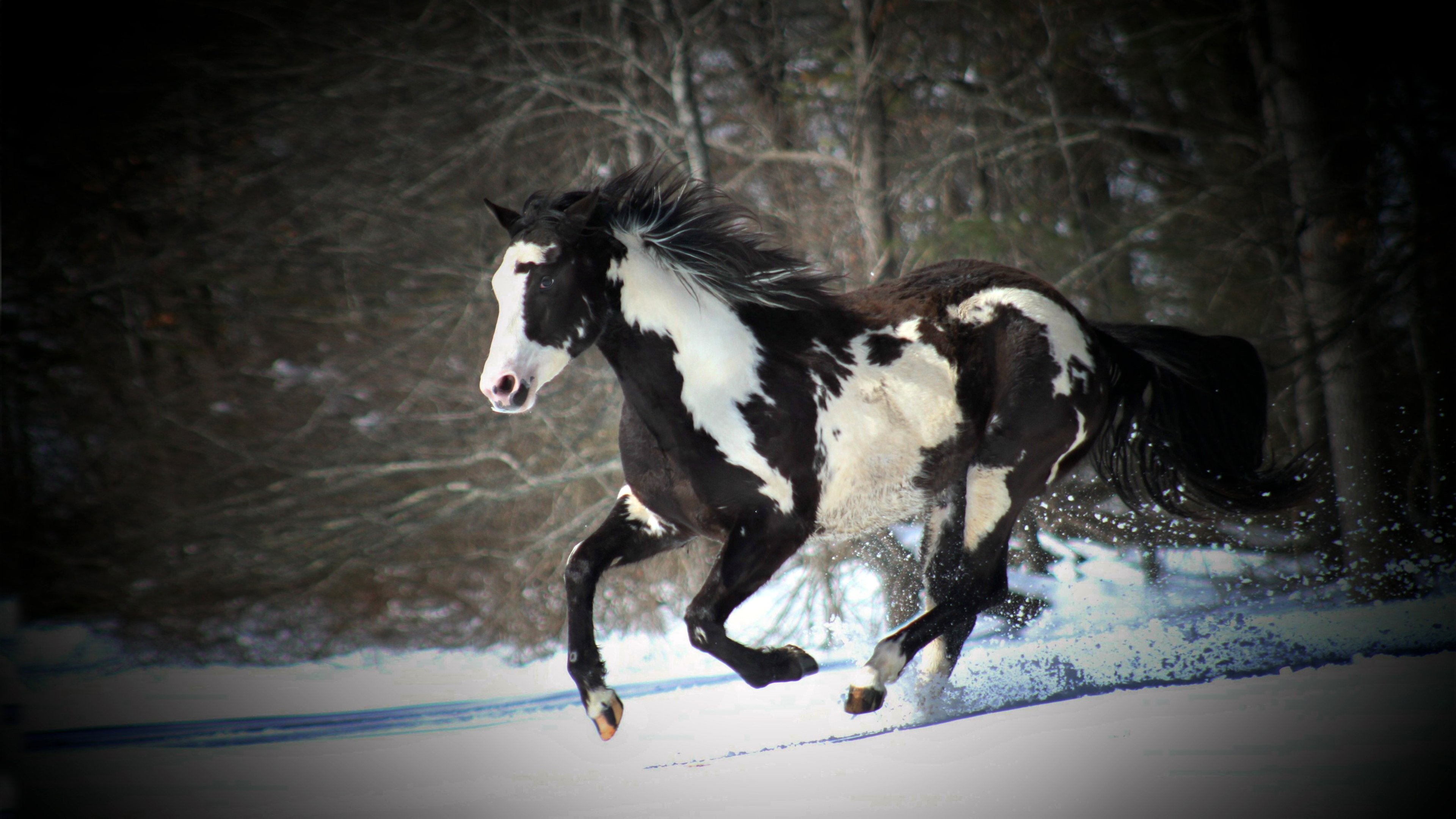 Black And White Horse Running In Snow Desktop Wallpaper Background Free Download, Wallpaper13.com
