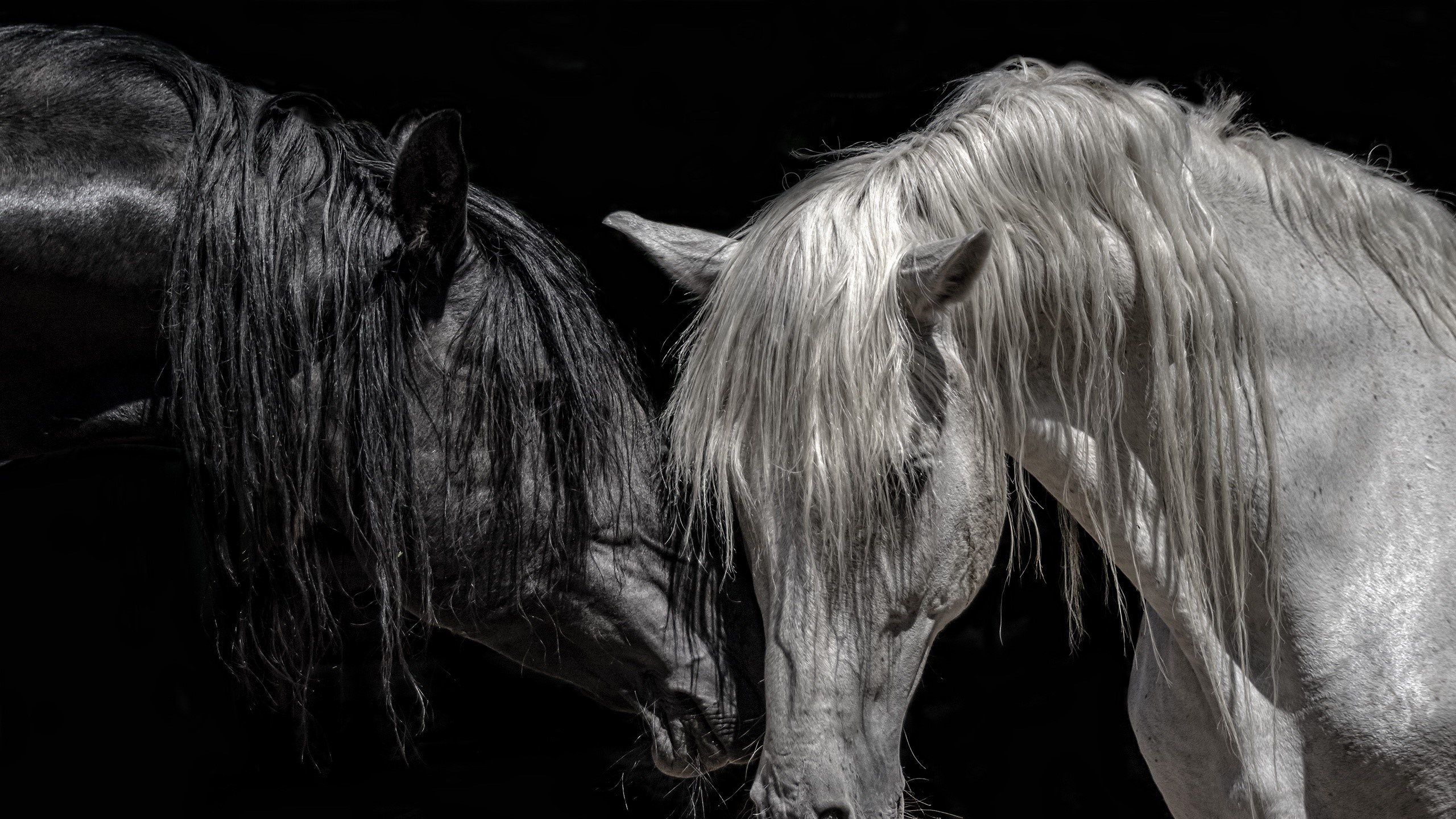 Wallpaper / animals, horse, black background, black, white free download