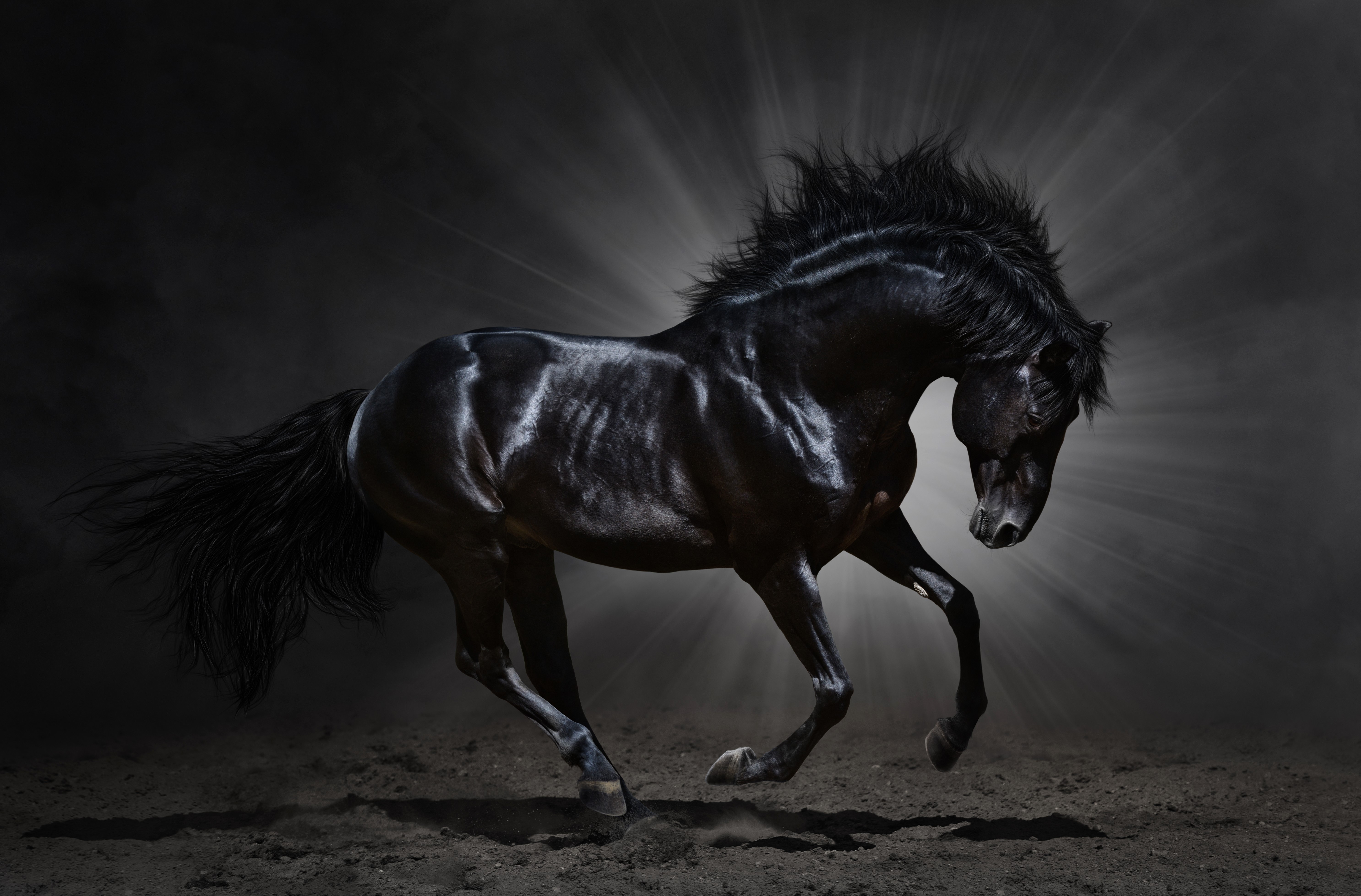 4K, 5K, Horses, Black, Rays of light Gallery HD Wallpaper