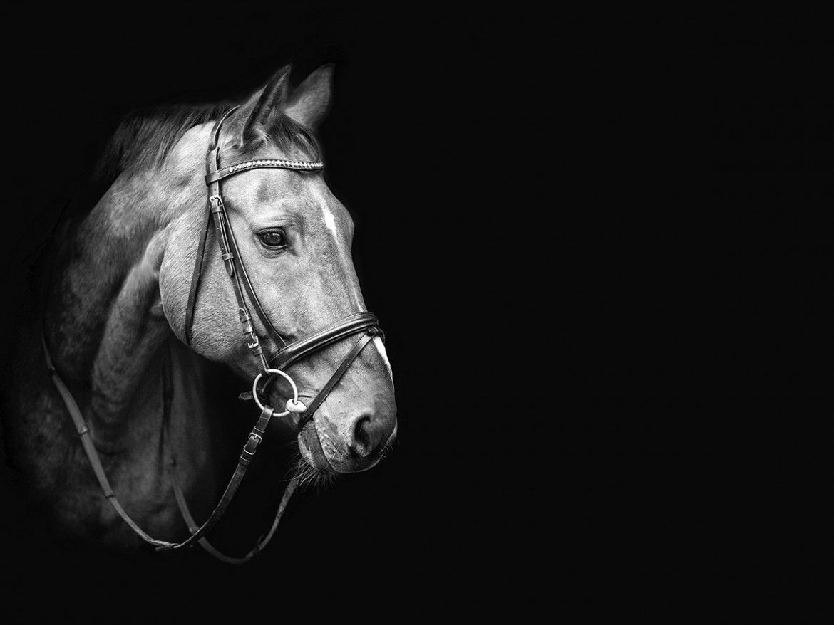 Jaw Dropping Black & White Horse Photo