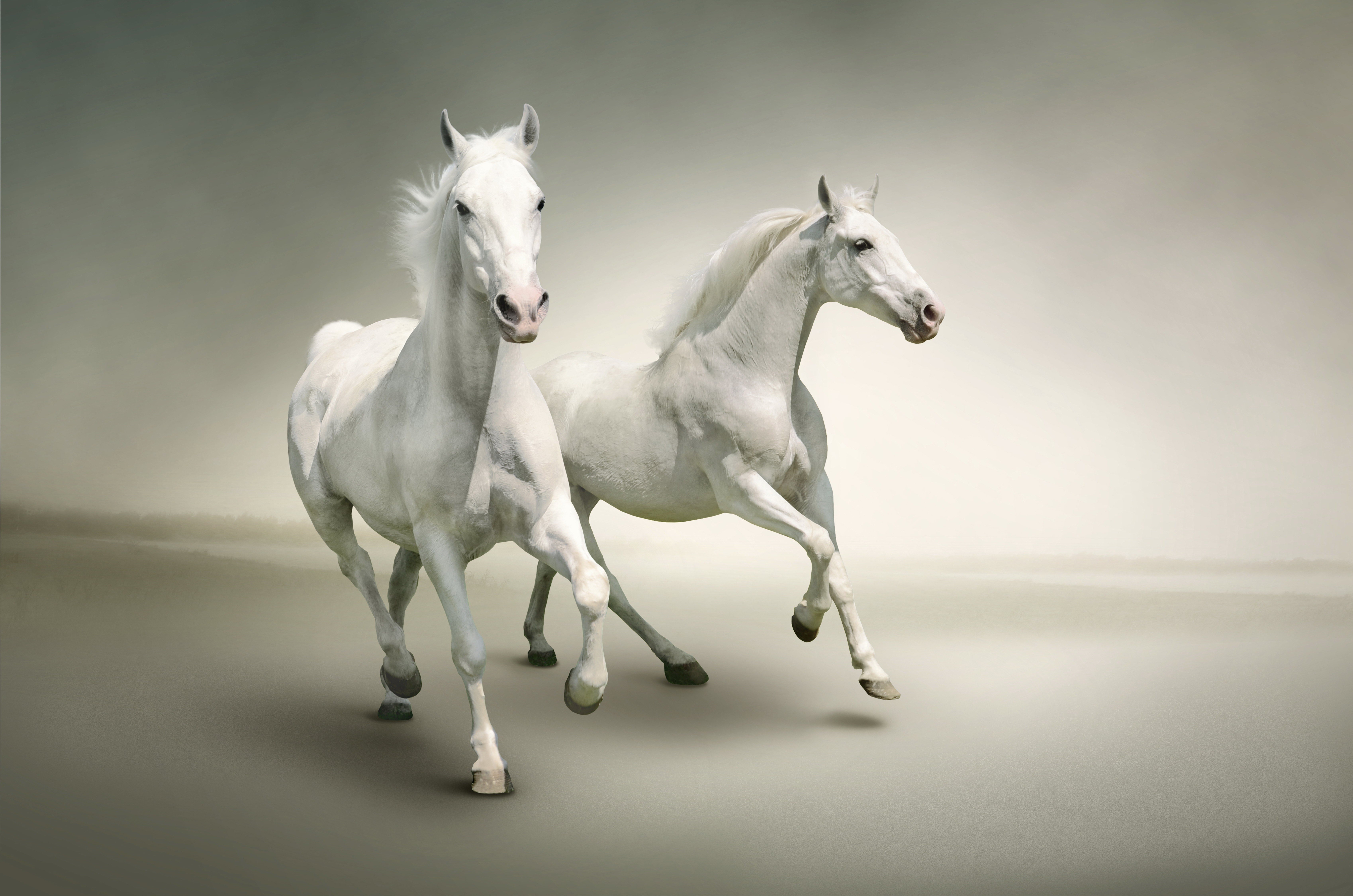 4K, 5K, 6K, Horses, White Gallery HD Wallpaper