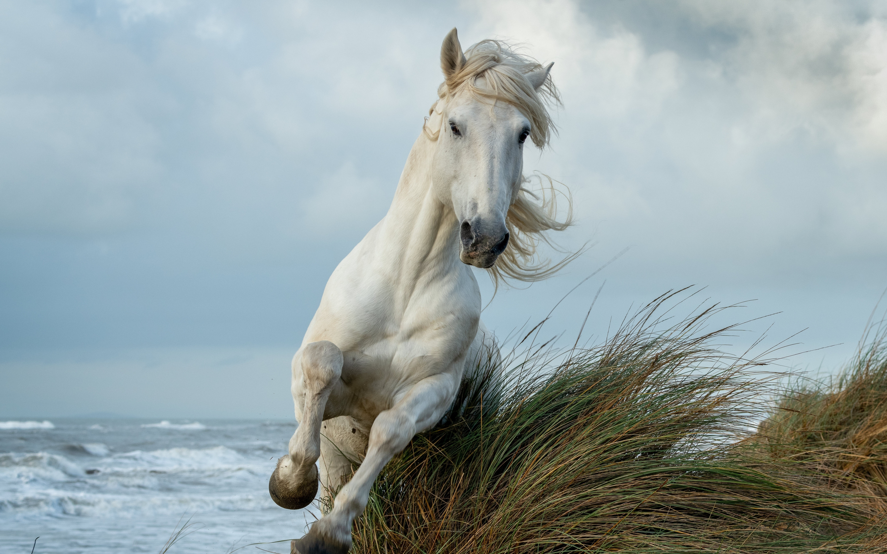 White Horse Wallpaper and Background 4K, HD, Dual Screen