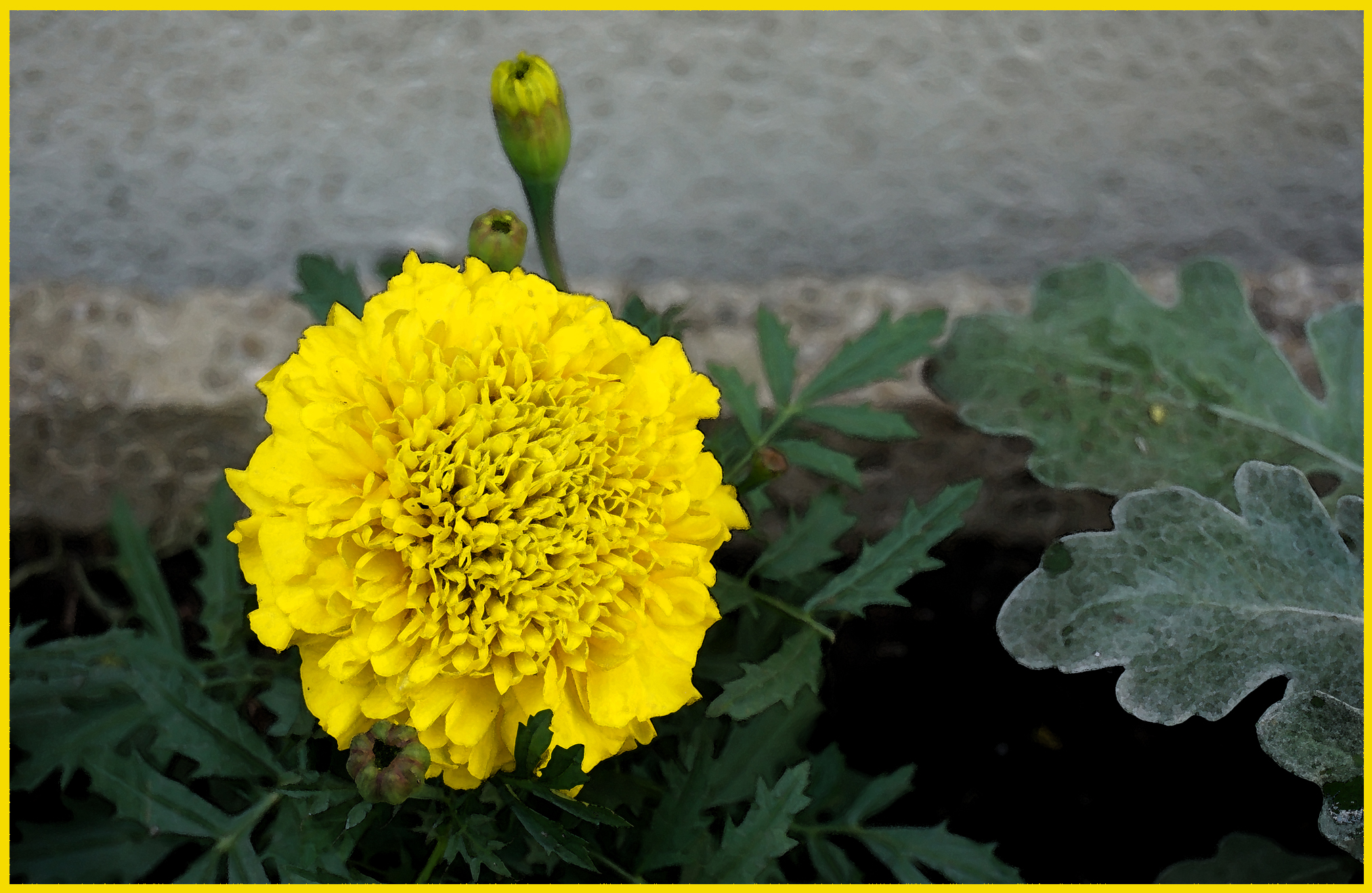 Wallpaper, flowers, flower, yellow, spring, yellowflowers, springtime, yellowish, springblossom 2026x1320