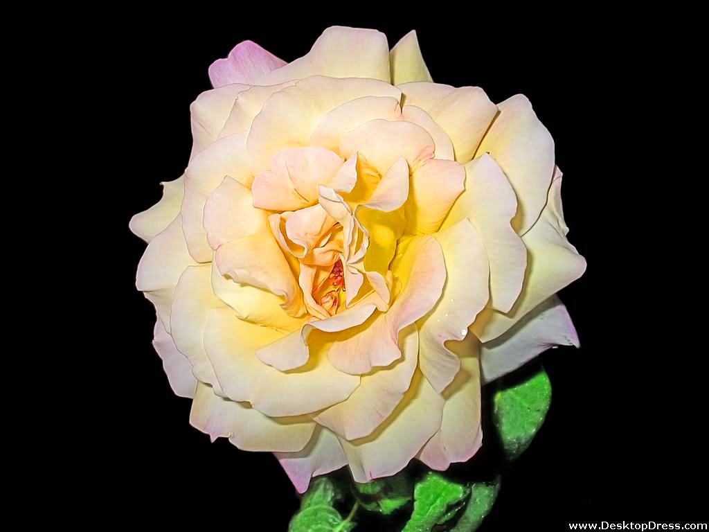 Desktop Wallpaper Flowers Background Yellowish White Rose