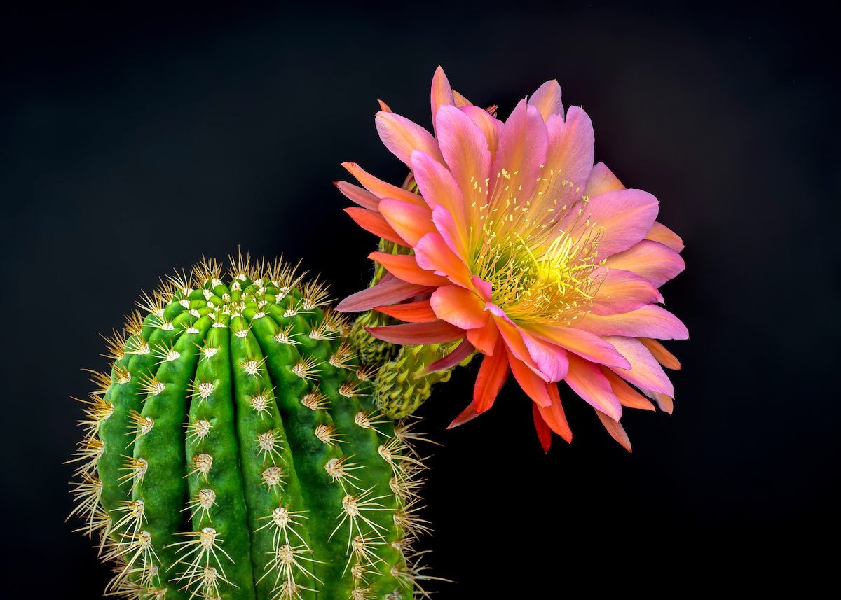 Beautiful Picture of Cactus Flowers and Blooms