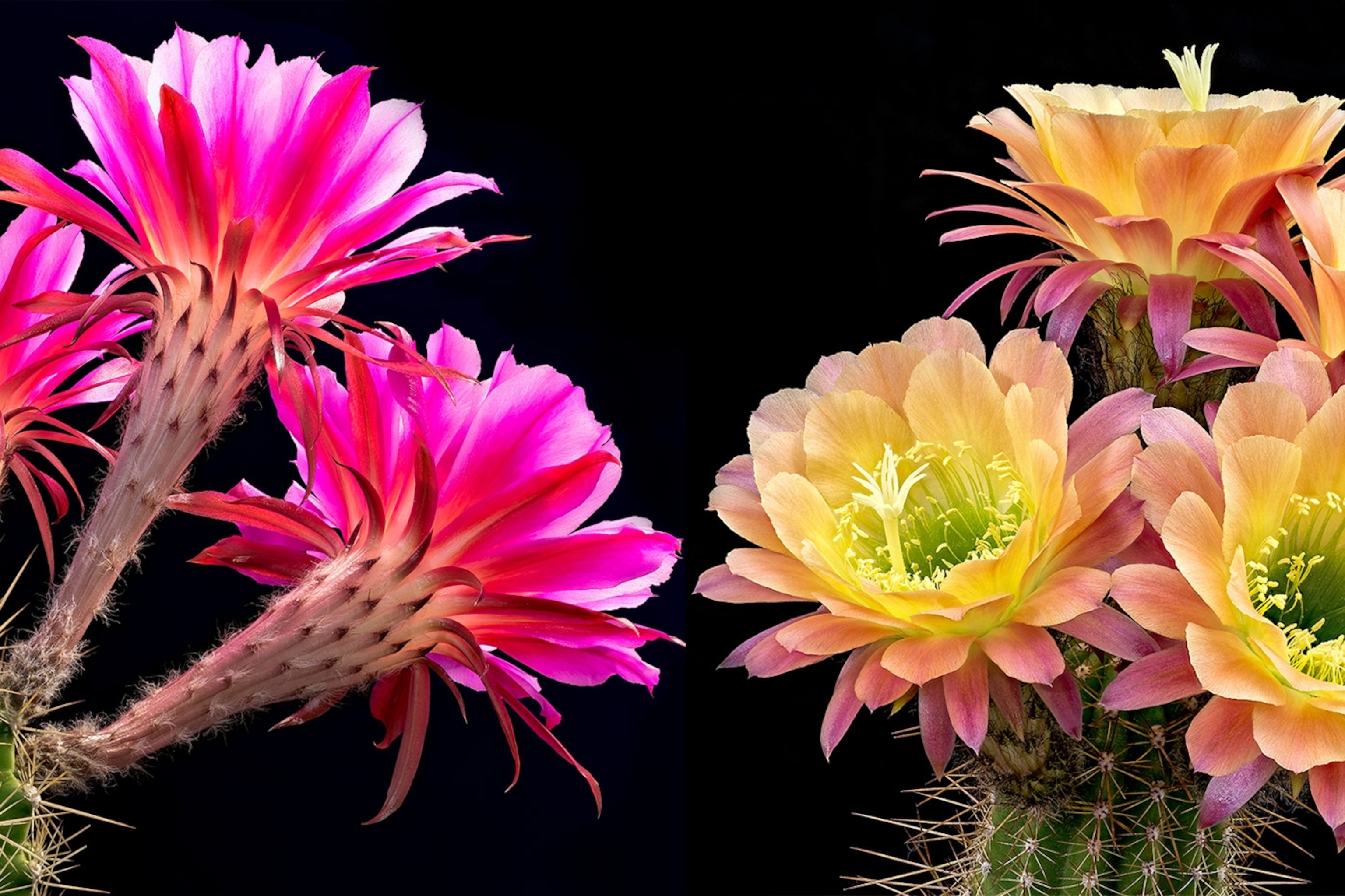 Cactus Flowers: Mother Nature's Fireworks