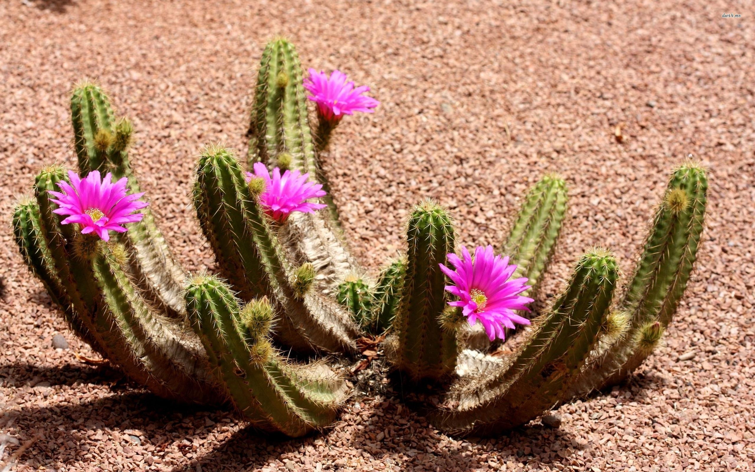 Cactus Flowers Wallpaper Background 47 2560x1600 px Picky