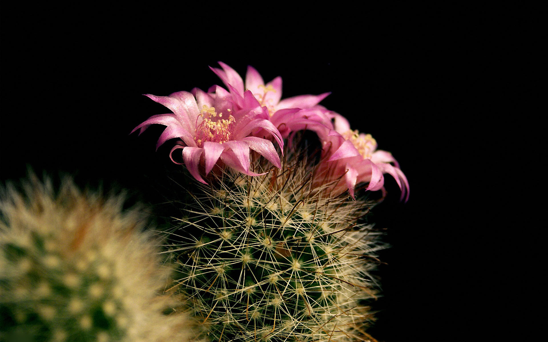 Cactus Desktop Background