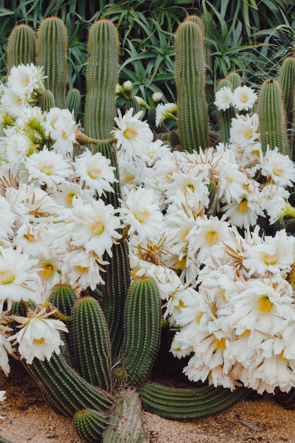 Cactus Flower Picture. Download Free Image