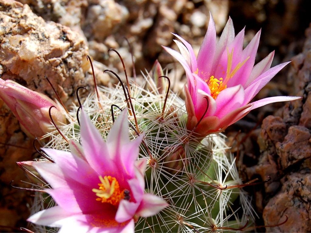 My Free Wallpaper Wallpaper, Cactus Flower. Cactus flower, Pink flowers wallpaper, Pink flowers