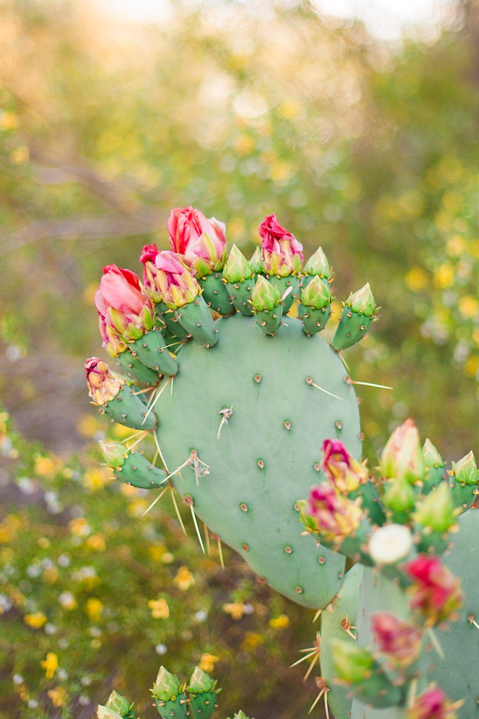 Print Shop. Cactus photography, Holiday cactus, Planting flowers