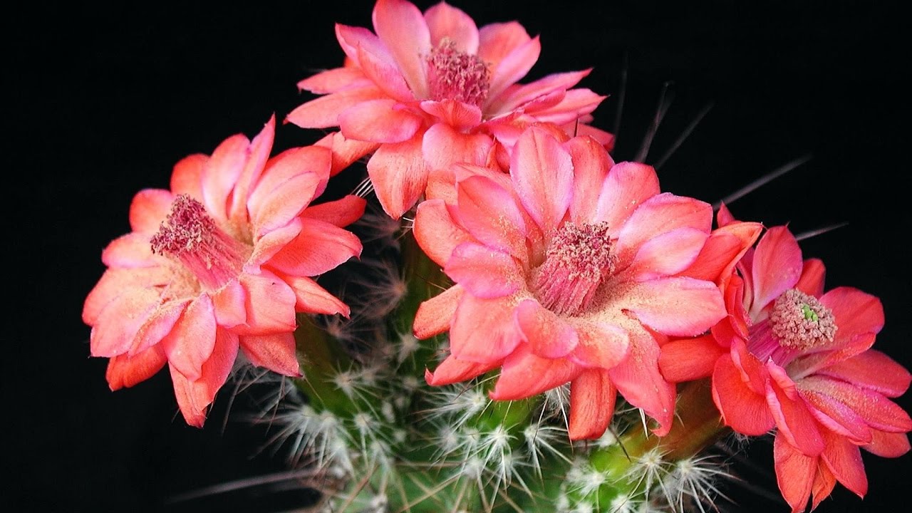 Amazing and Most Beautiful Cactus Flowers Image