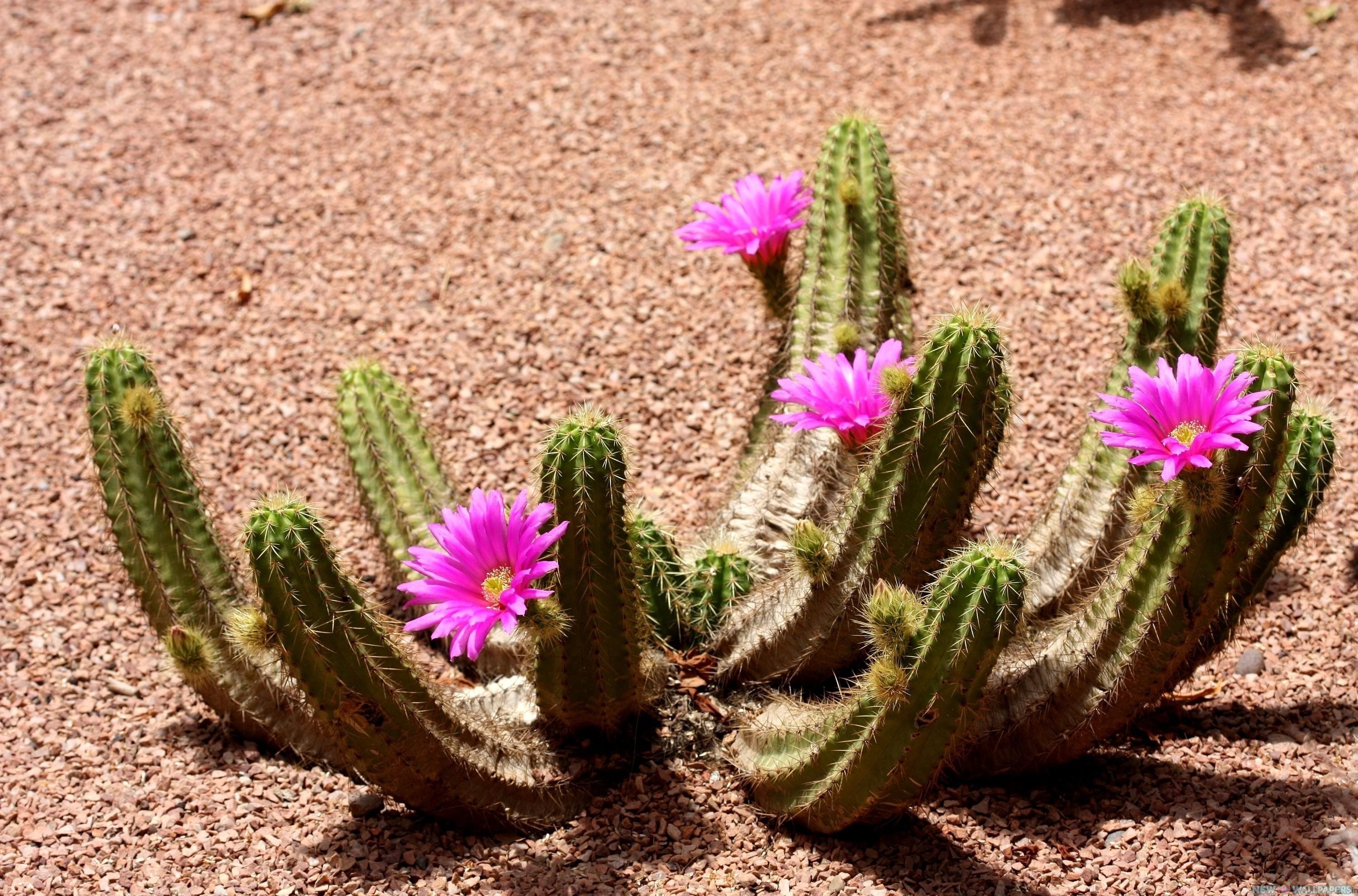 Beautiful Cactus Flowers HD Wallpaper