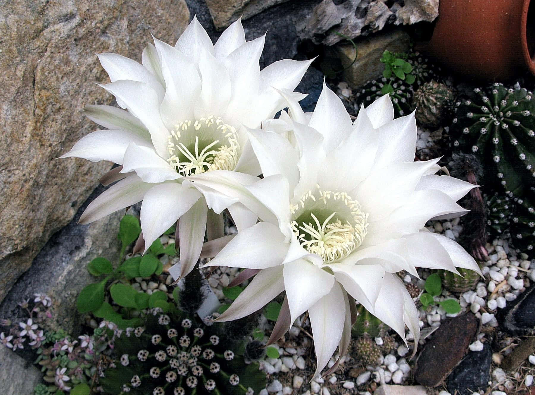 Download Echinopsis Subdenudata Cactus Flower Wallpaper