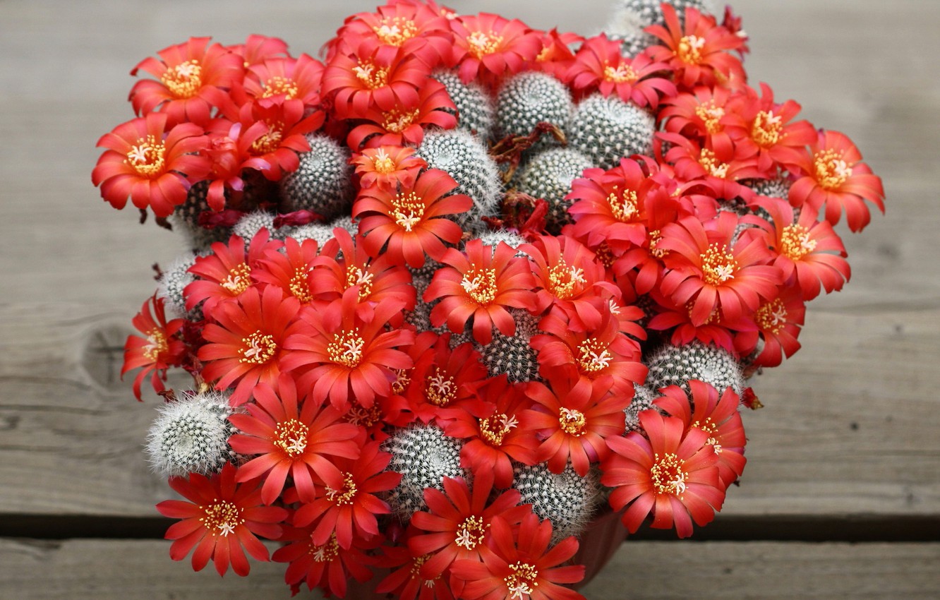 Wallpaper beauty, cactus, flowering image for desktop, section цветы